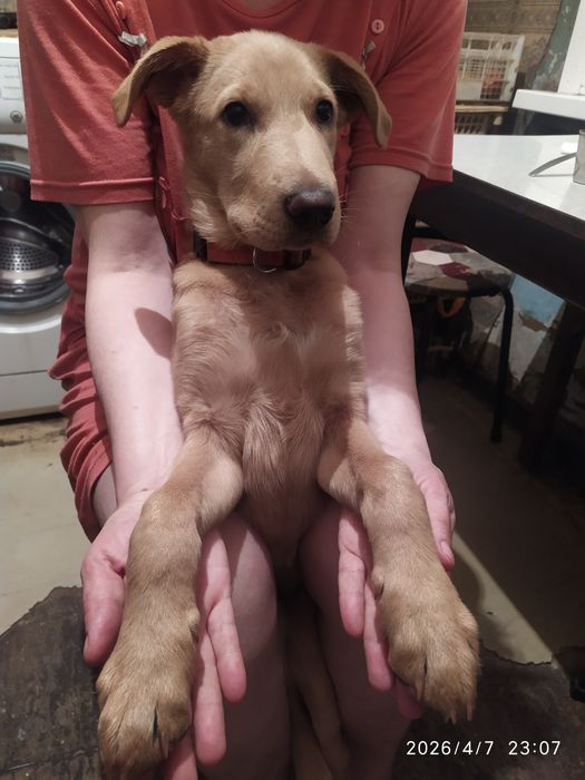 Срочно. Щенок ищет дом