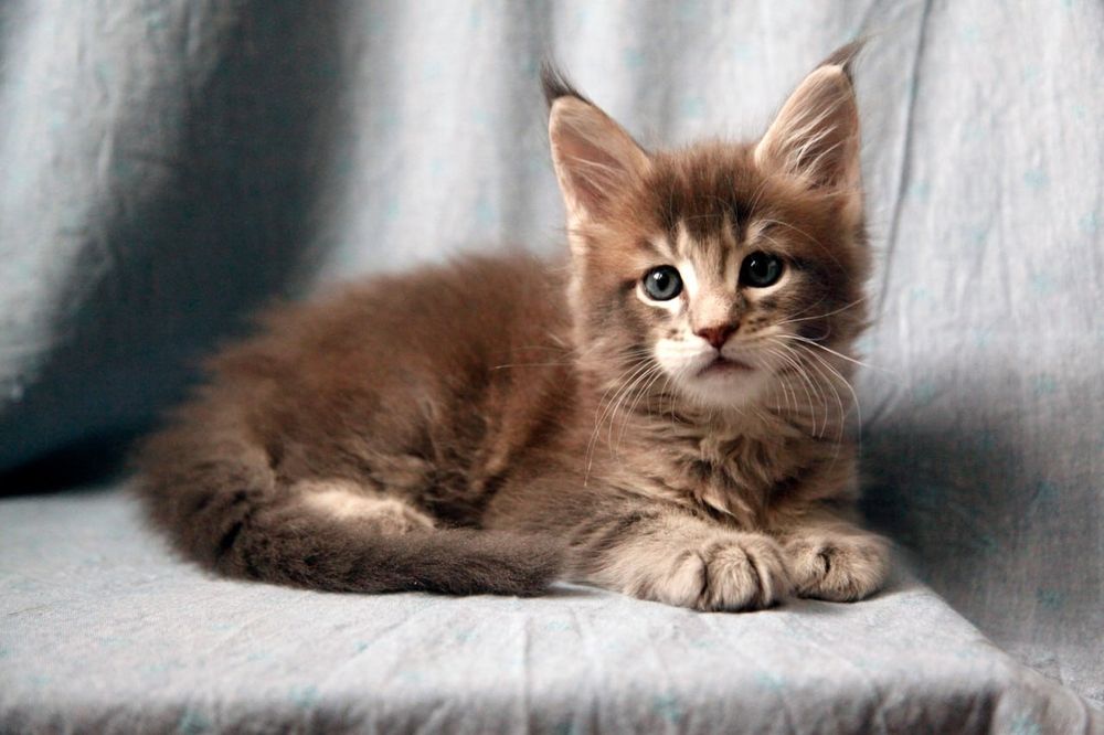 Продаются Котята Мейн-кун