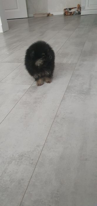 Продам щенка  шпиц