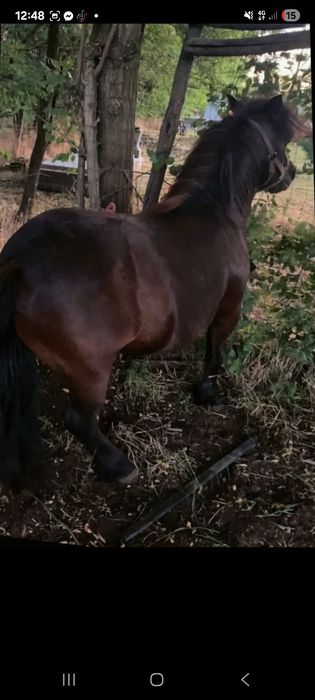 Poneița gensanta de vanzare