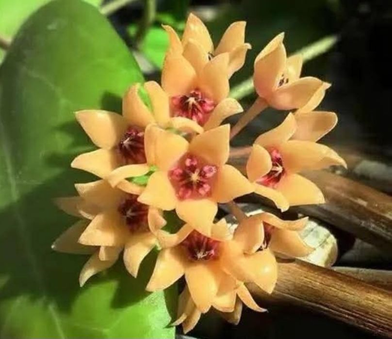Hoya,  Lacrima Maicii Domnului