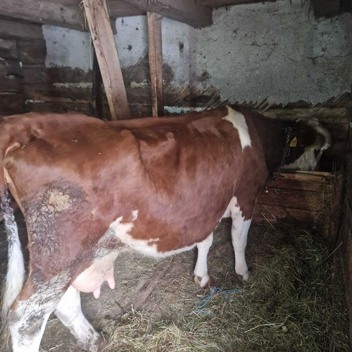 Vand vacă cu vițel