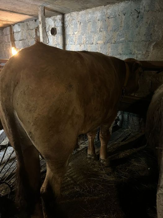 Продаются все вопросы по телефону