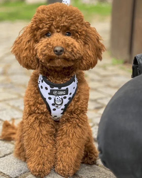 Кучешки нагръдник и повод - различни модели