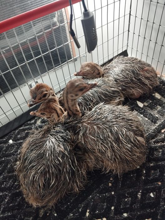 Pui de Struți Negru  African