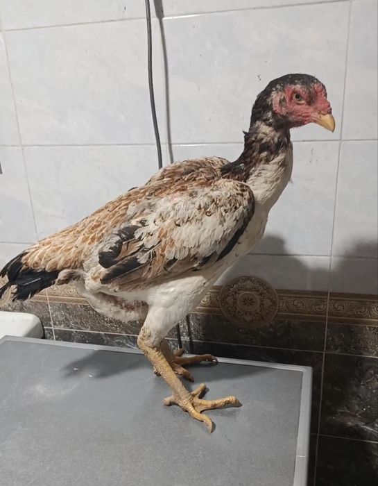 4 кглық шпорист мекен