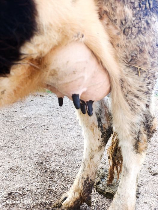 Бұзаулы сиырлар сатылады