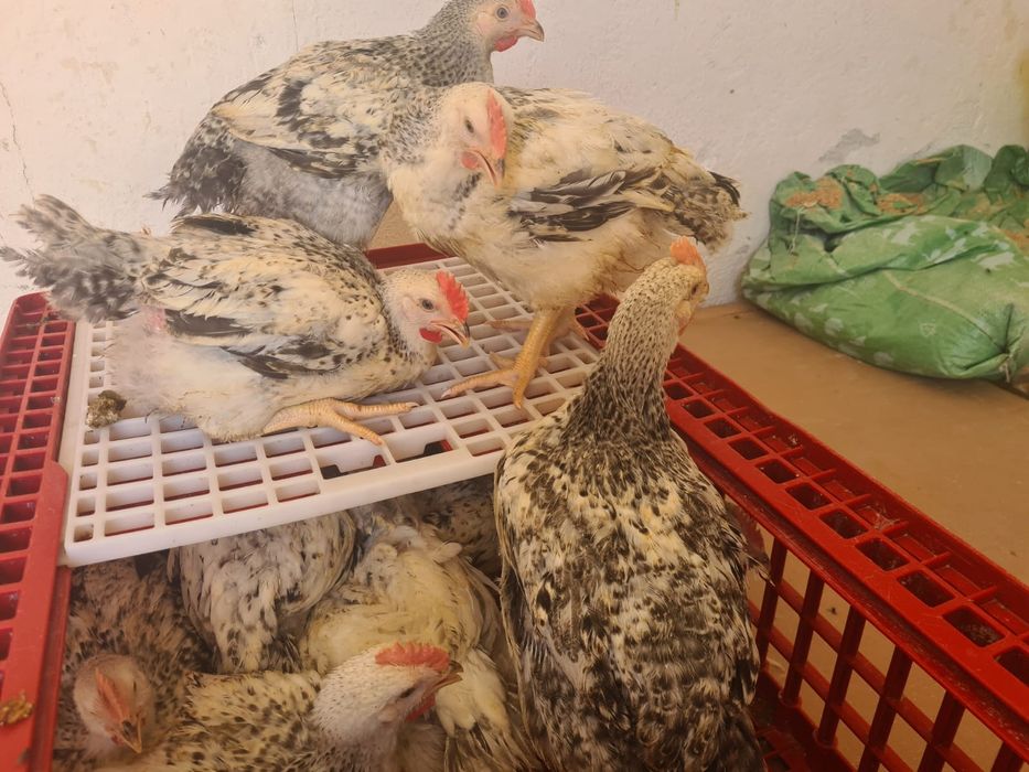 Pui albi de de carne și rasa mixta