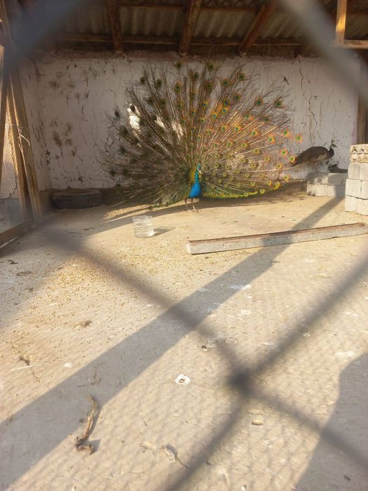 Павлины взрослые