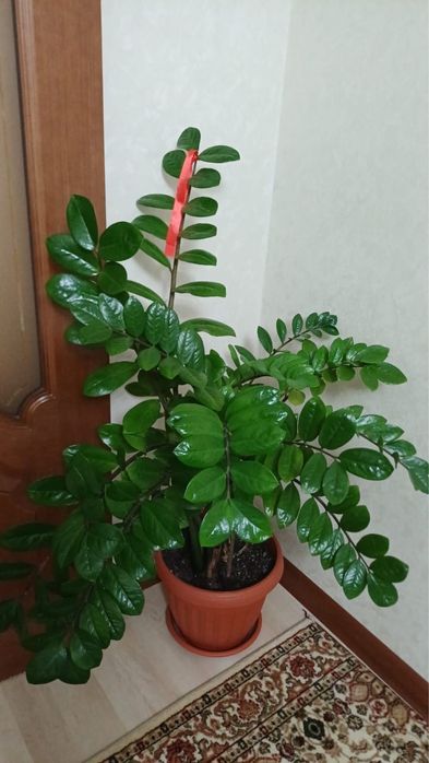 Продам комнатные цветы