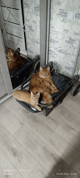 Котята рыжие 2 и 3 месяца
