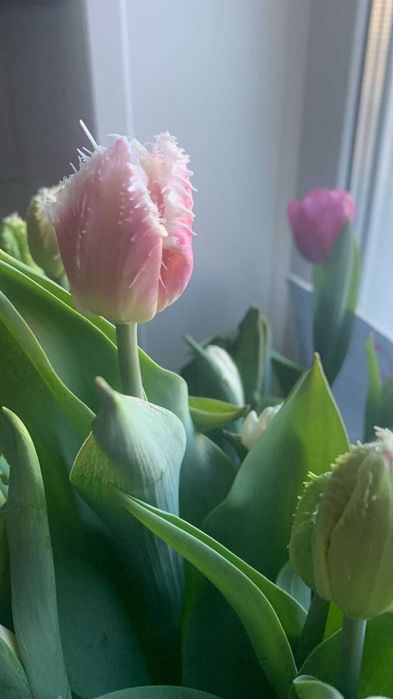 Тюльпаны  местные