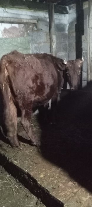 Продается корова