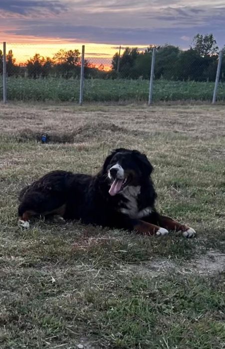 Donez femela Ciobanesc de Berna