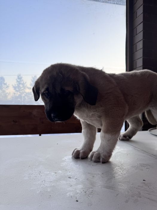 Продам щенков кангала