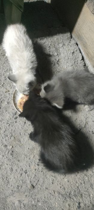 Отдам котят в хорошие руки