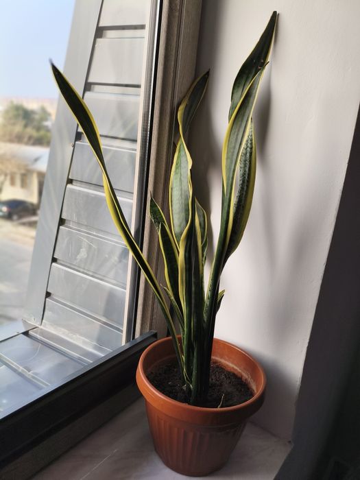 Продается сансевиерия трёхполосная