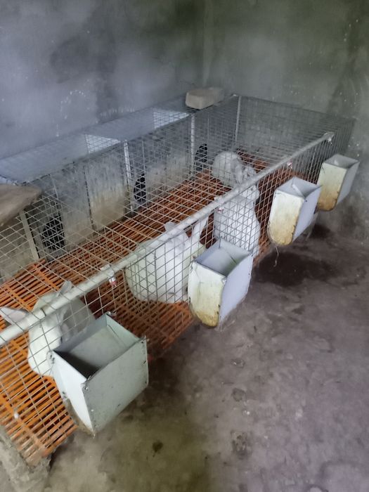 Продаются домашние кролики