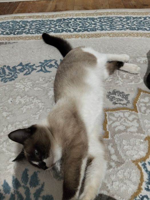 Сиамски мысық әдемі