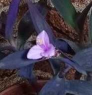 Продам. Cеткреазия пурпурная.