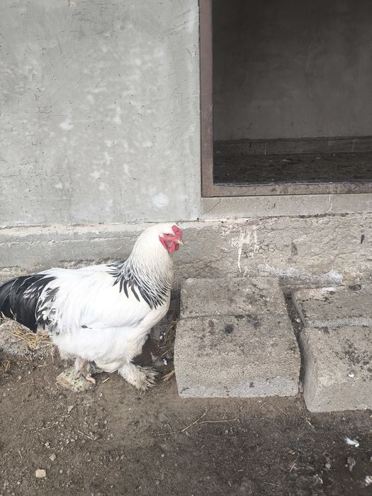 Брама ак кораз, петух