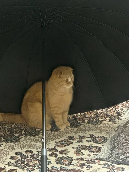 Shotland osmaloh (Scottish Fold).
