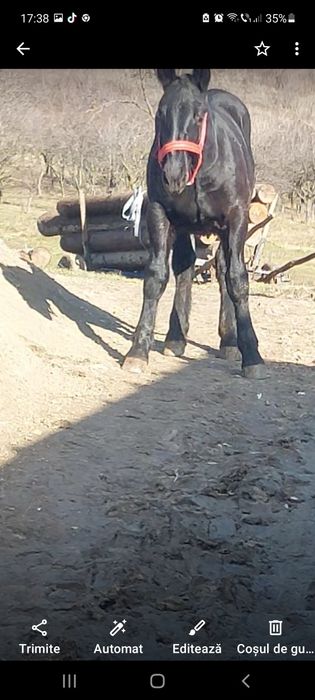 Vând manz de 6 luni