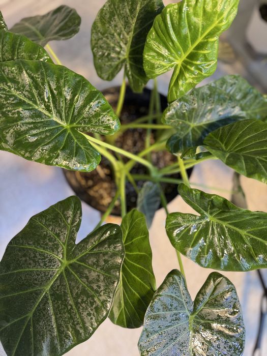 Алоказия регал шилдс