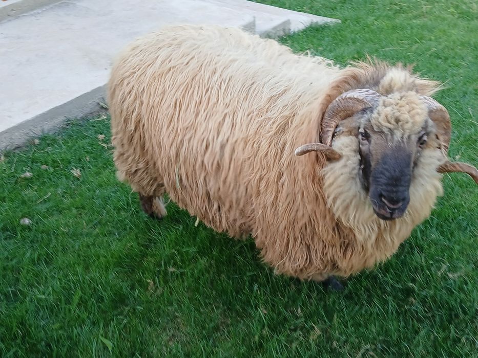 Vînd (schimb) berbec mior bucălău