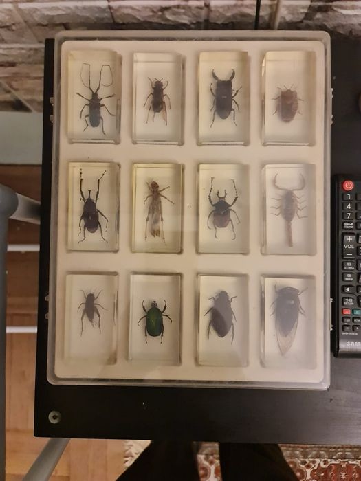Insectar, insectar