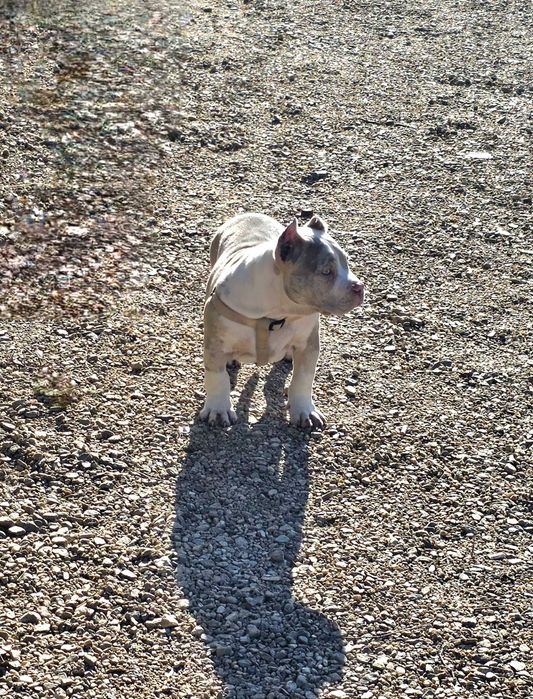 Американско Були Покет American Bully Pocket