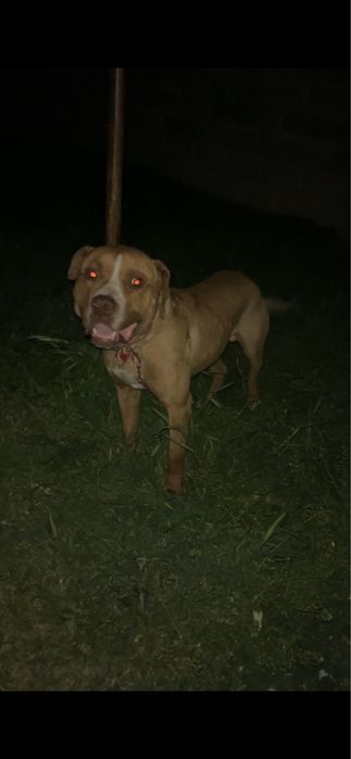 Питбуль куба собака