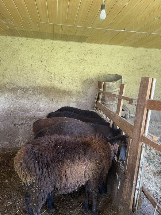 Продаются бараны