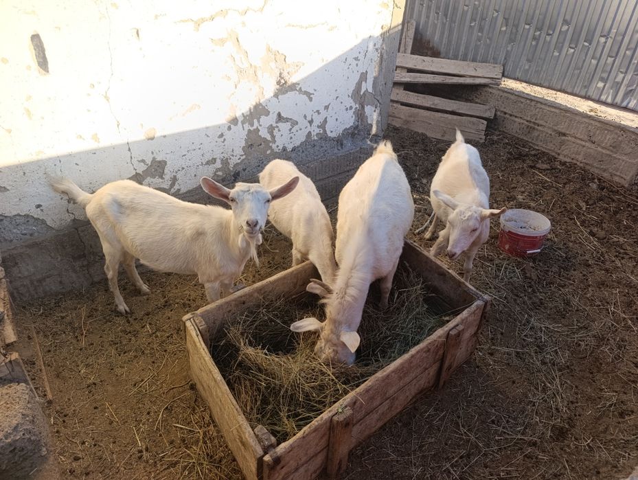 Ешкі, коза, козы