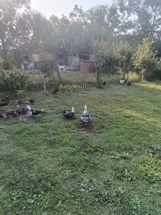 Vând Două Rațe.un Rățoi.Doi Boboci de două luni