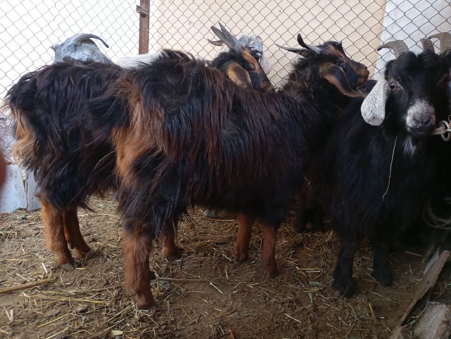 Urgʻochi echkilar sotiladi. 6 ta bogozlari ham bor. Inshaollox yaqinda