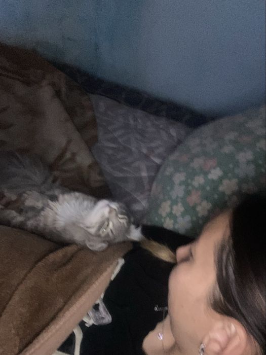 Отдадим умного кота