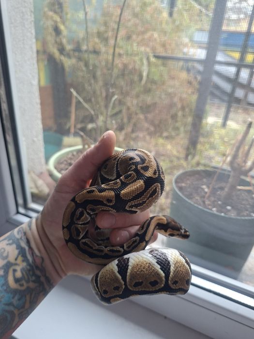 Boa Constrictor Hypo DH 100% vpi Leopard sarpe serpi