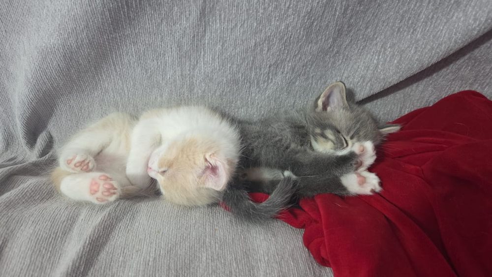 Отдам в хорошие руки