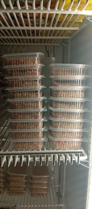 Опарыши белый,микс, красный