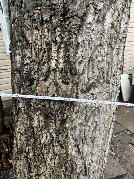 Продам дерево грецкого ореха