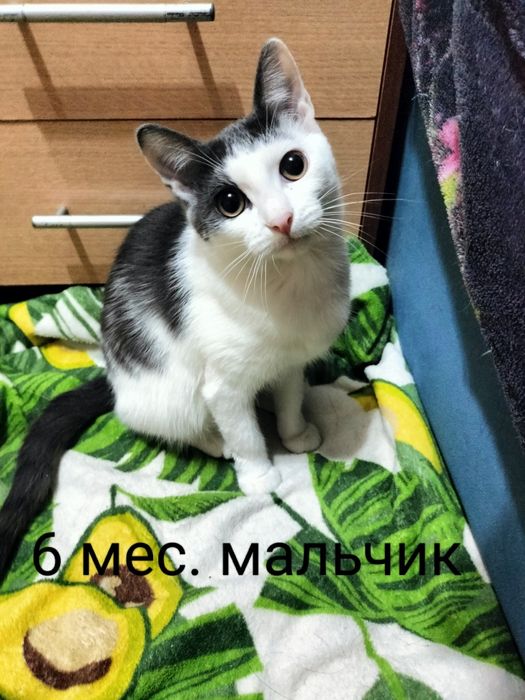 Отдам в добрые руки котят