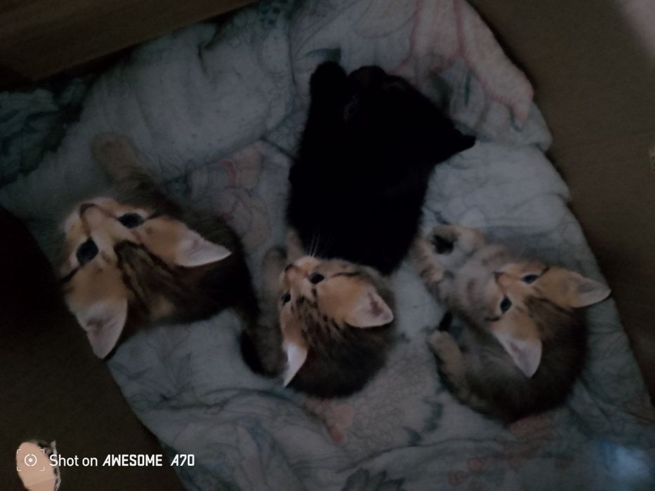 Продам кошку в добрые руки СРОЧНЫЙ