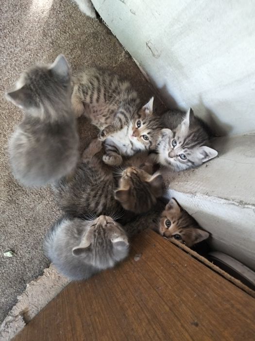 Котята ищут дом хороший