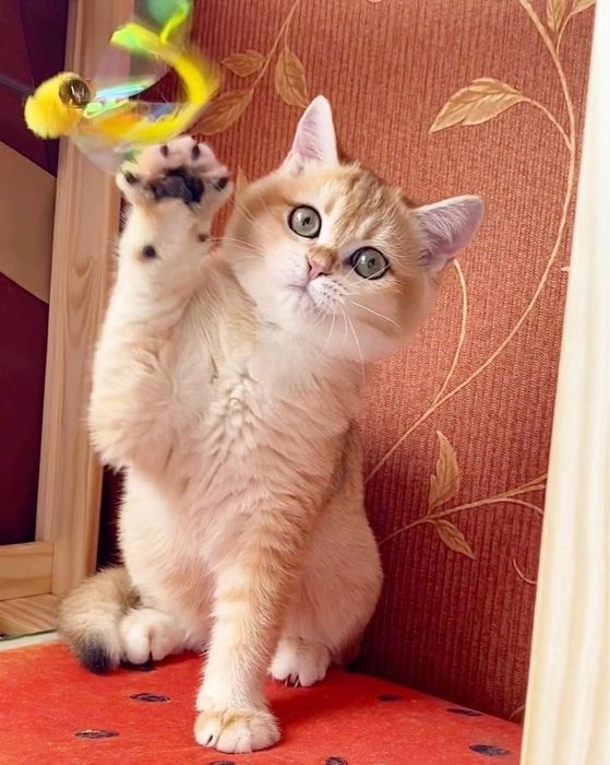 Срочно Британские золотые котята шиншиллы. Официальный питомник.