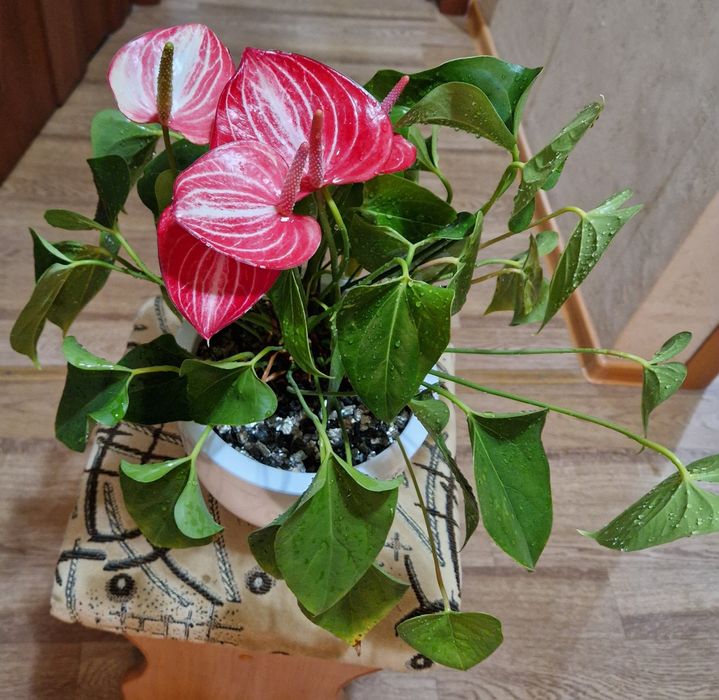 Антуриум (мужское счастье) pink