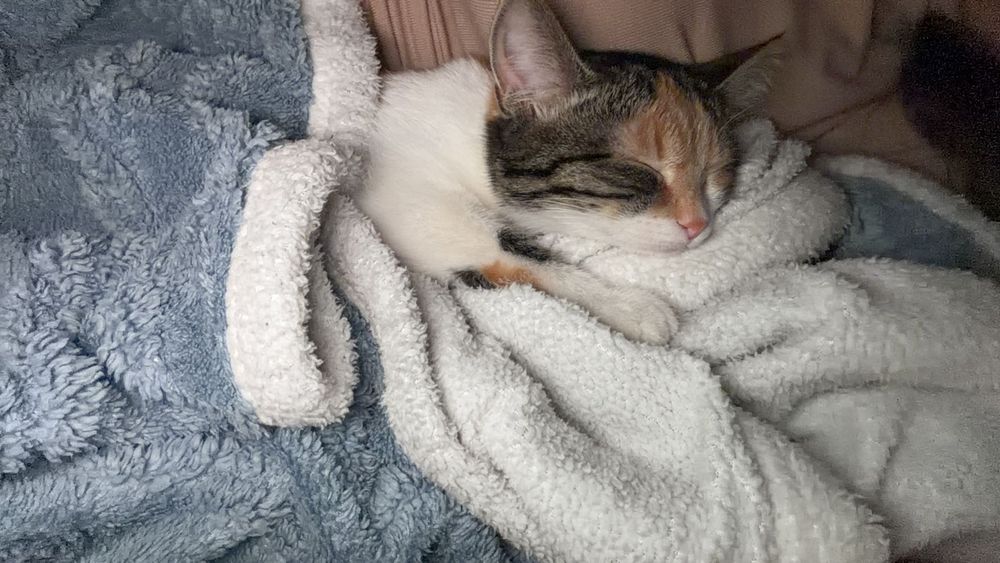 Отдам котенка девочка ласковая
