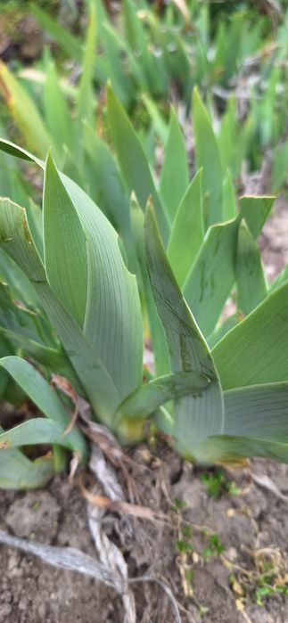 Ирис/Перуника за вашата градина