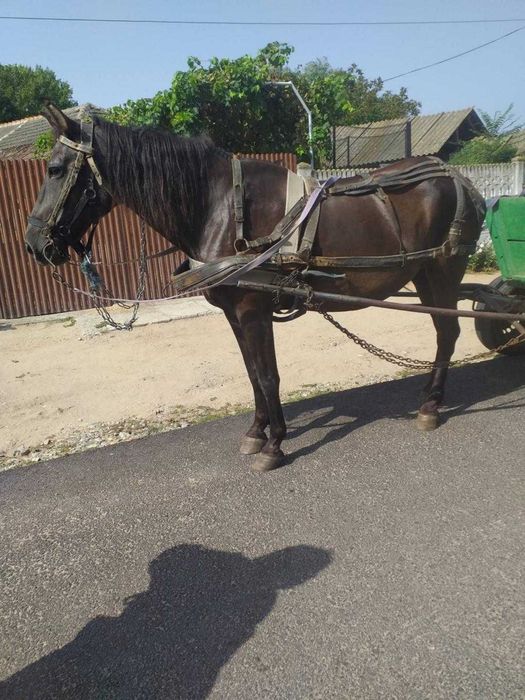 Iapă de vânzare