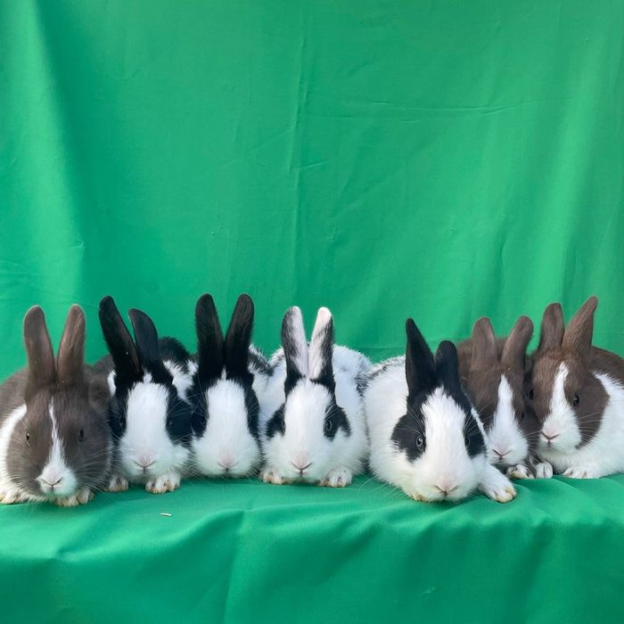 Кролики Голландский Панда Panda zotli Quyonlar
